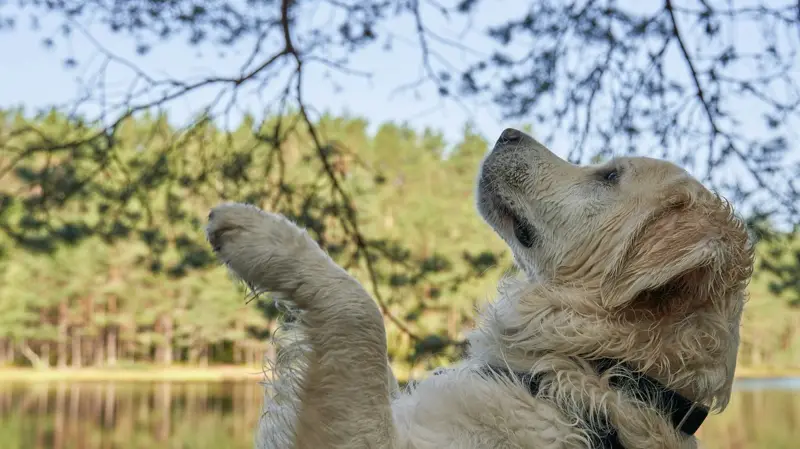 Golden retriever reaching for a training treat