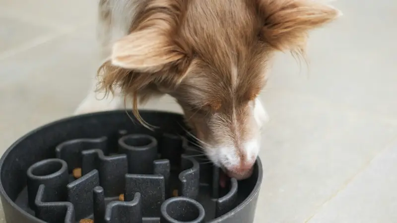 Dog using a puzzle feeder